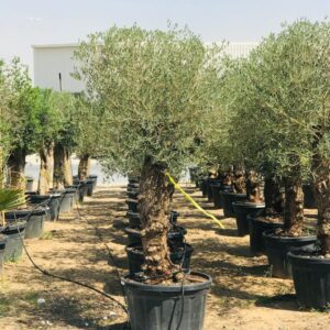 Timeless Olive Tree 40 Years 2m