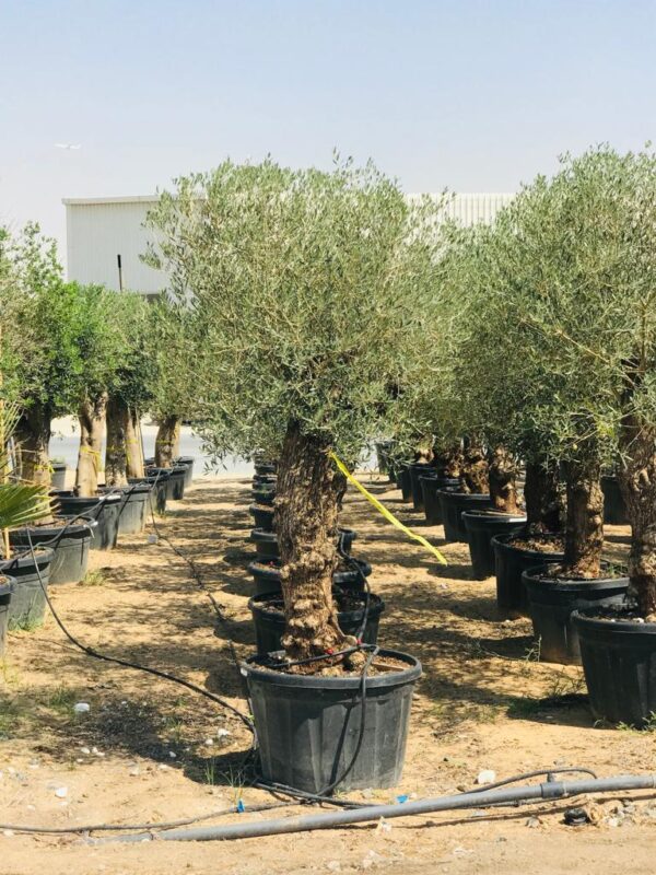 Mature olive tree