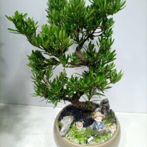 Bonsai Podocarpus Macrophyllus