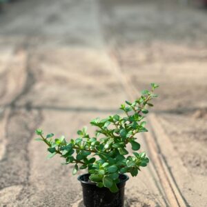 Portulacaria afra (Jade Plant)