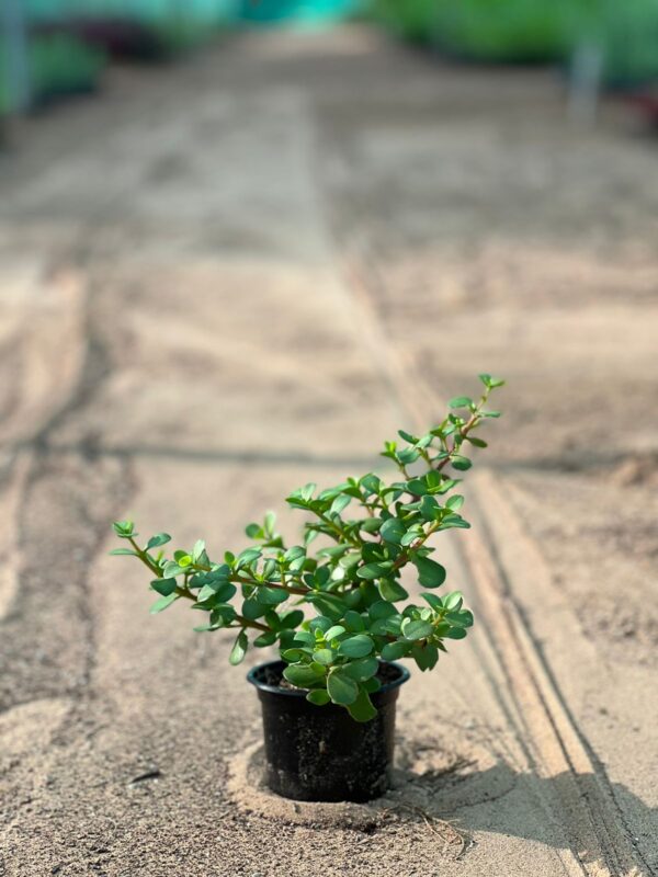 Portulacaria afra (Jade Plant)