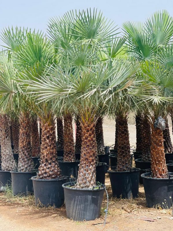 Wax Palm (Copernicia alba)