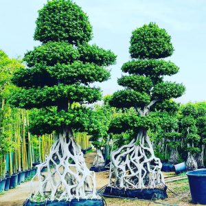 Prime Ficus Bonsai 4M+
