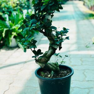Luxurious Ficus Bonsai S-Shape