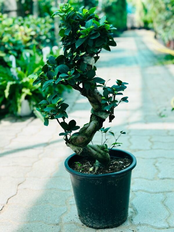 Luxurious Ficus Bonsai S-Shape
