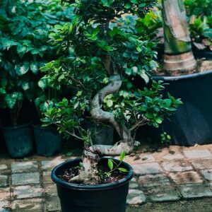 Majestic Ficus Bonsai S-Shape