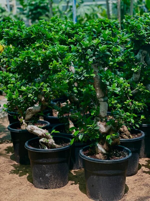 Ficus ginseng bonsai