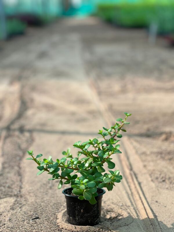 Portulacaria afra is evergreen plant for garden!