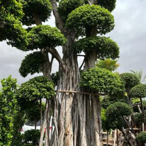 Ficus Bonsai 5M Masterpiece
