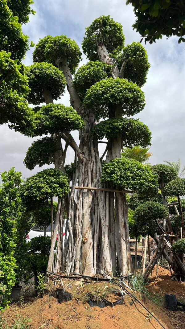 Ficus Bonsai 5M Masterpiece