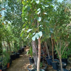 Ficus regiliosa Air Purifier
