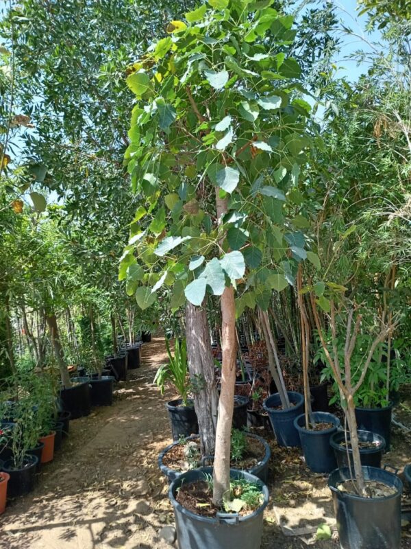 Ficus regiliosa Air Purifier