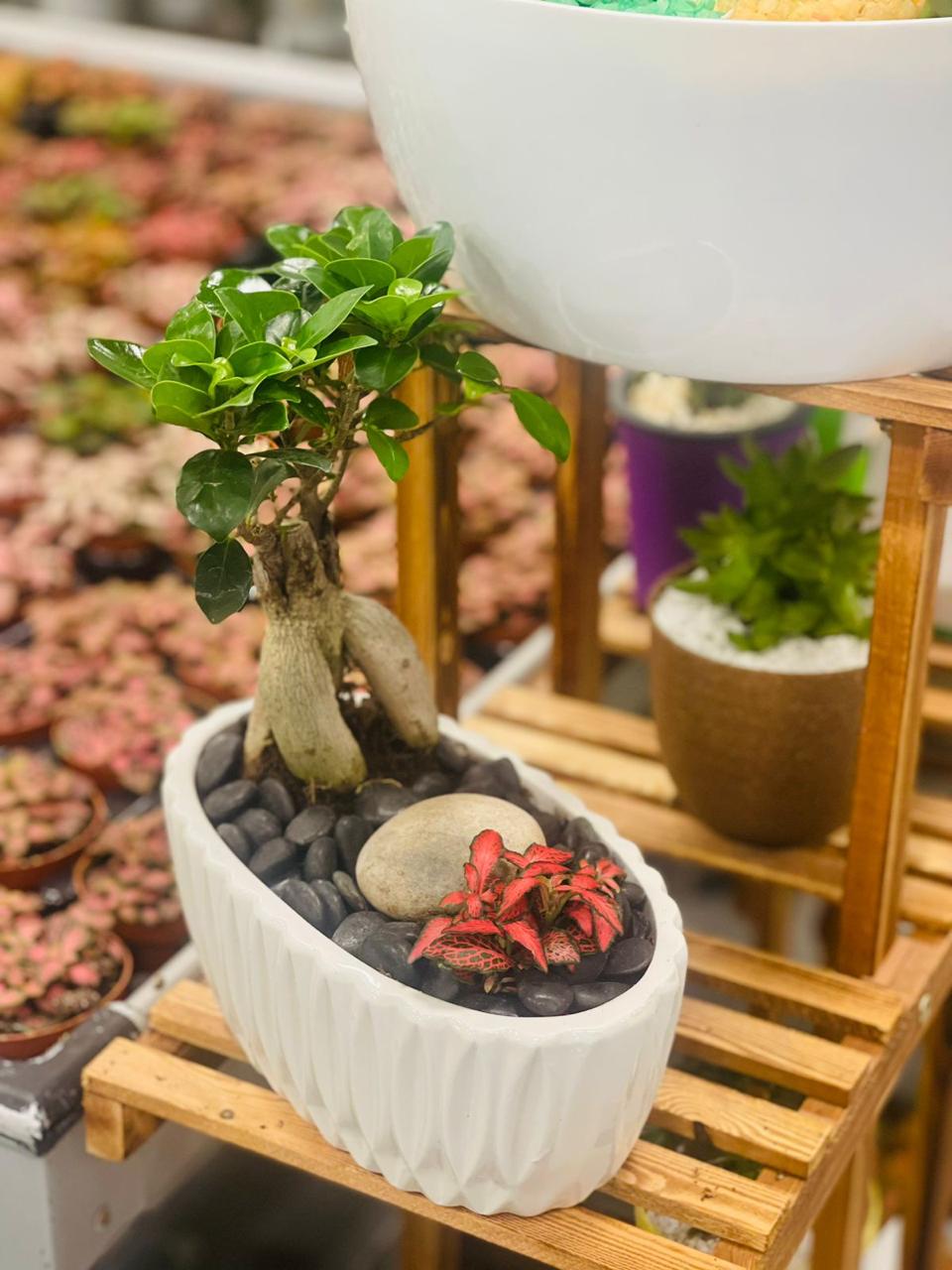 Potted plant outlet gifts