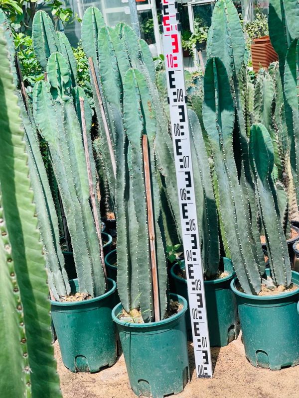 San Pedro Cactus