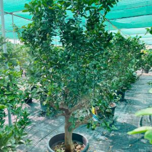 Mandarin Orange Tree - A healthy citrus tree with vibrant green leaves, bearing numerous ripe orange fruits. The tree is in full bloom with fragrant white flowers, adding beauty to its surroundings.
