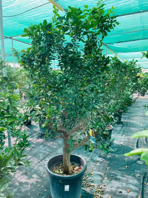 Mandarin Orange Tree - A healthy citrus tree with vibrant green leaves, bearing numerous ripe orange fruits. The tree is in full bloom with fragrant white flowers, adding beauty to its surroundings.