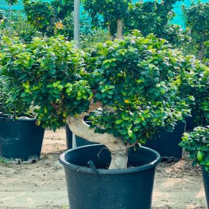 Thriving Ficus Bonsai Mature Stem