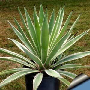 Agave angustifolia marginata (variegata). Have heard that they are smaller than most agaves.