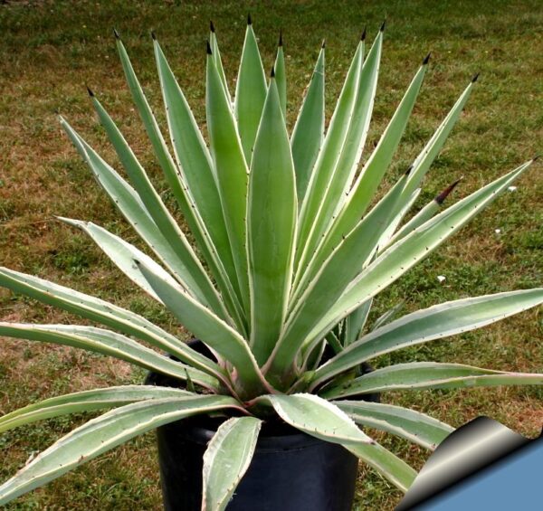 Agave angustifolia marginata (variegata). Have heard that they are smaller than most agaves.