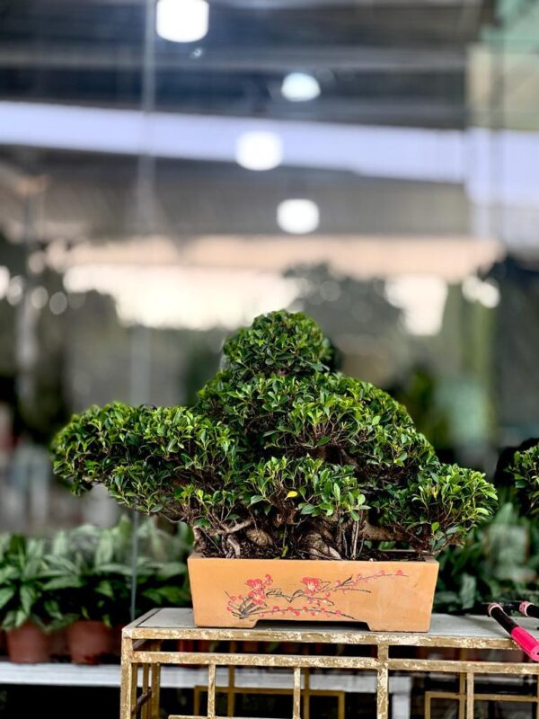 Banyan Bonsai