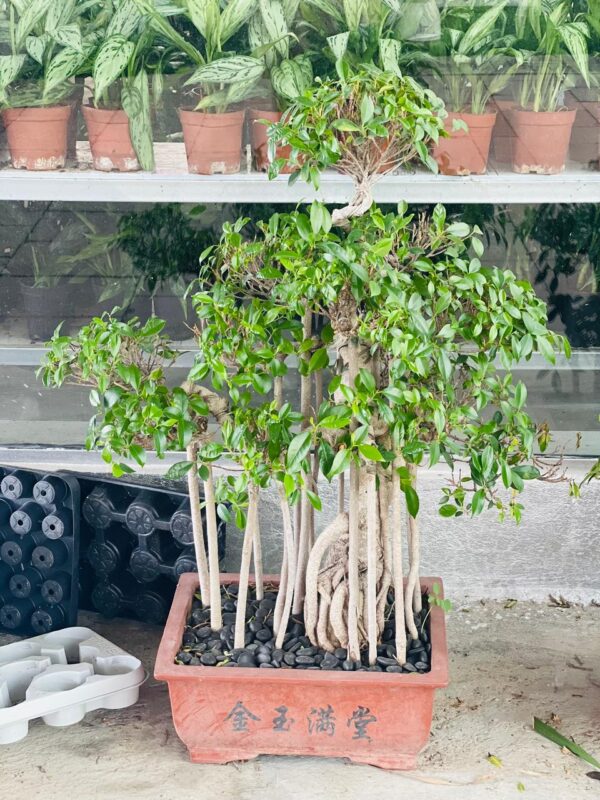 Nakornpathom Bonsai