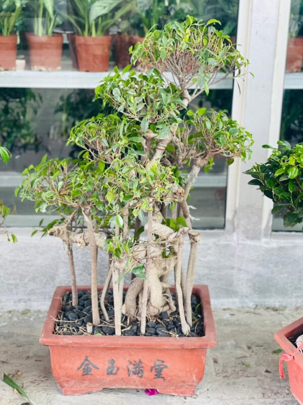 Nakornpratom Bonsai #2