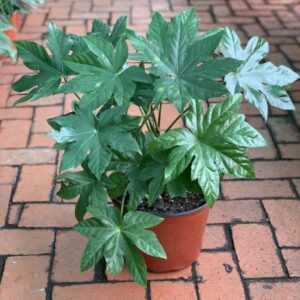 "Fatsia japonica: A close-up image showcasing the glossy, dark green foliage of Fatsia japonica. The large, lobed leaves are textured and vibrant, creating a lush and captivating display. The plant is thriving and adds a touch of elegance to any garden or indoor space."