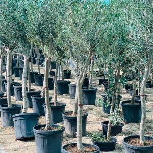 Olive tree (Olea Europaea) multi-Branch