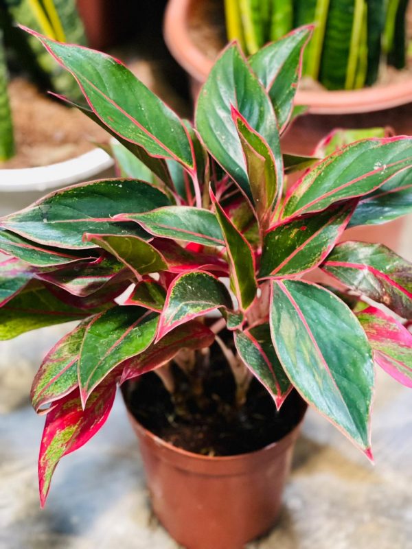 Aglaonema Pink