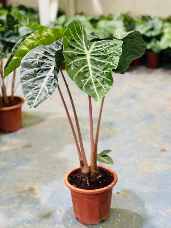 Alocasia wentii 30-40CM