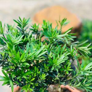bonsai mini plant