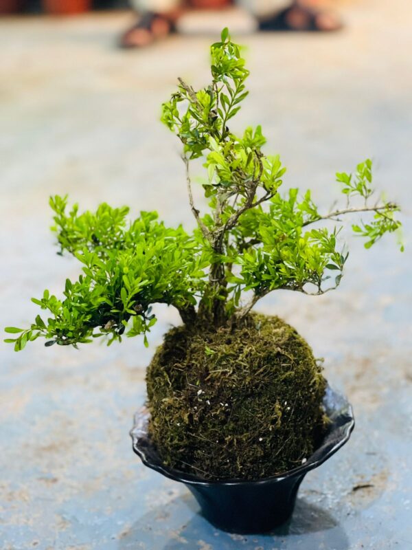 Bonsai #3