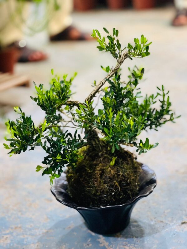 bonsai #4