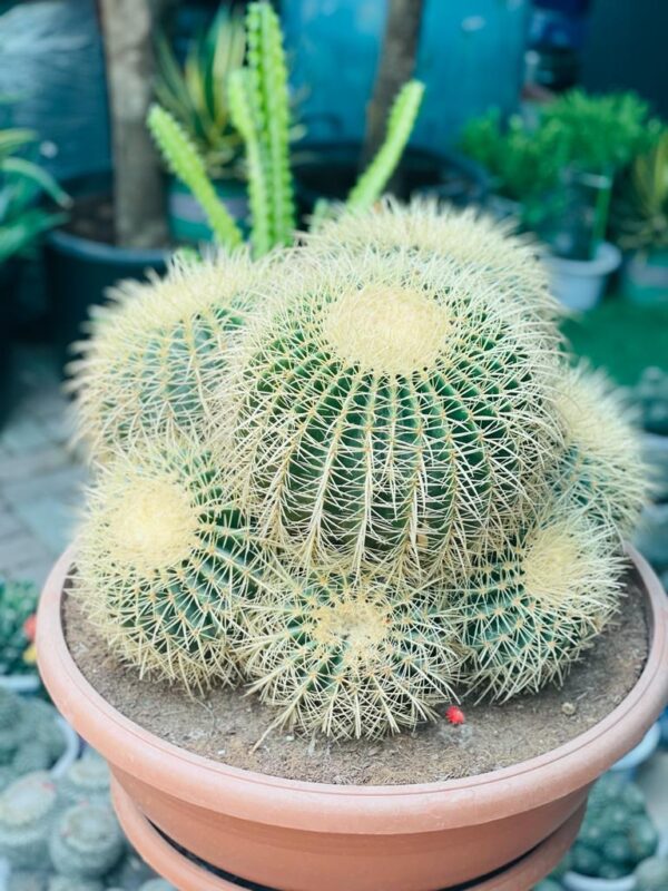 Echinocactus (Barrel Cactus)