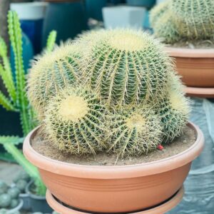 Echinocactus (Barrel Cactus)