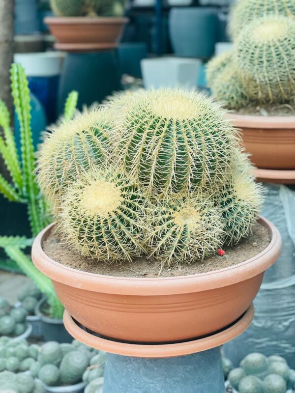 Echinocactus (Barrel Cactus)