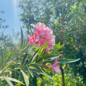 Oleander pink