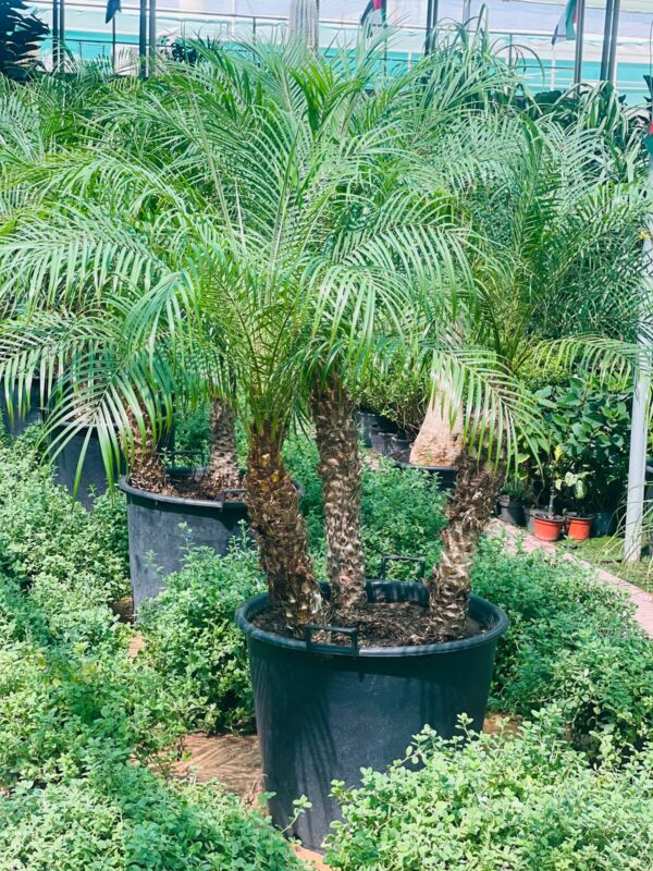 Phoenix palm