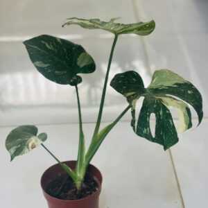 meta Monstera albo (4 leafs)