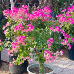 Blooming Bougainvillea pink