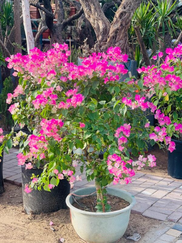 Blooming Bougainvillea pink