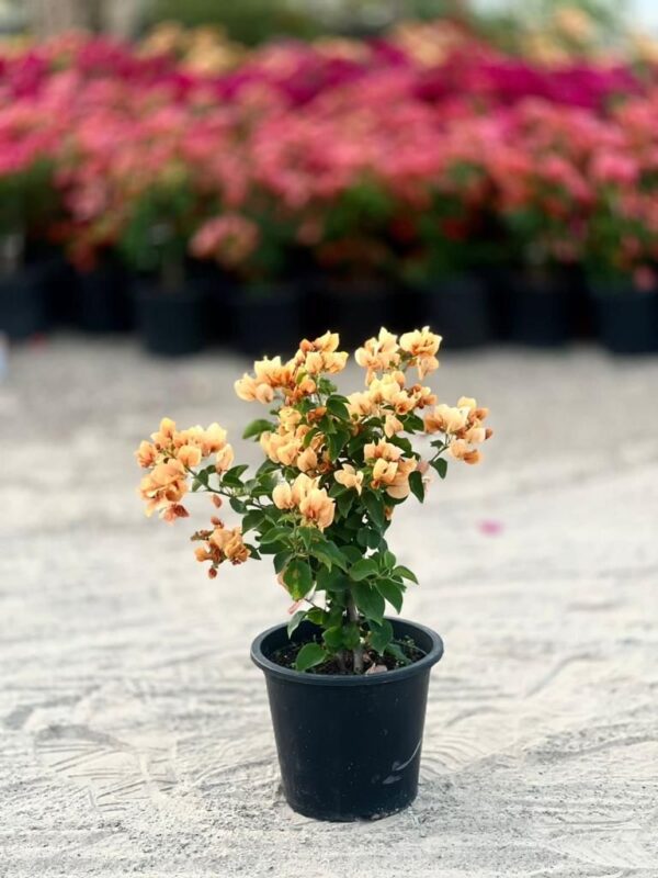 Bougainvillea yellow color