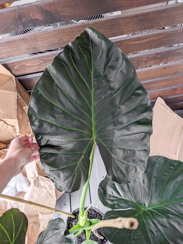 Alocasia 'Regal Shield' (Elephant Ear) - 65CM: This image showcases the majestic Alocasia 'Regal Shield' plant. Its impressive 65CM height and large, heart-shaped leaves with striking veining are prominently displayed. The deep green foliage provides an elegant and tropical touch to any indoor space. Elevate your decor with the captivating presence of Alocasia 'Regal Shield'."