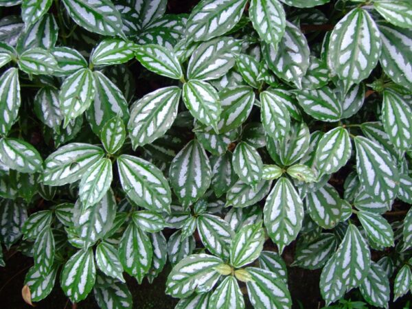 Peperomia Cadierei (Ripple Peperomia) - Vibrant green leaves with rippled texture and cream-colored veins.