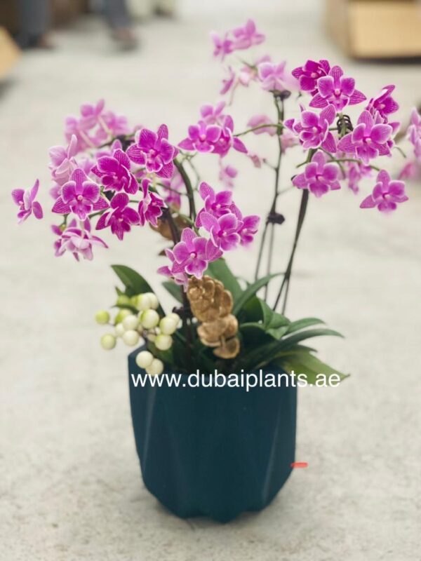 Pink Delight: Elegant Orchid in 30-40cm Size