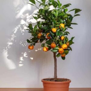 Fruit Plants/Tree - نباتات الفاكهة / شجرة