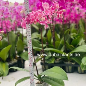 "Pink Orchid Duet: Twin Stems, 30-40cm of Floral Grace"
