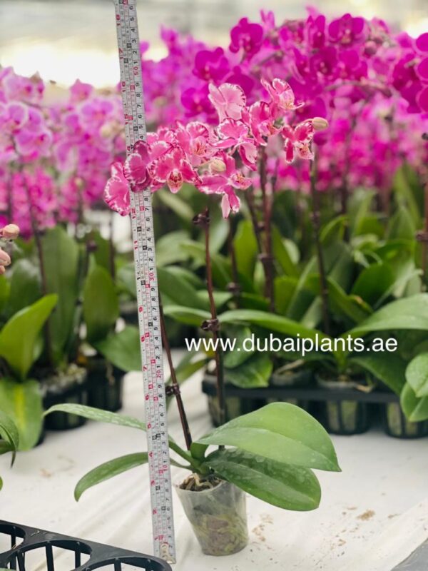 "Pink Orchid Duet: Twin Stems, 30-40cm of Floral Grace"