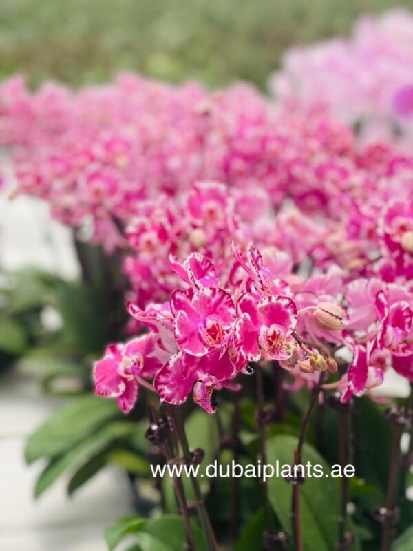 "Pink Orchid Duet: Twin Stems, 30-40cm of Floral Grace"