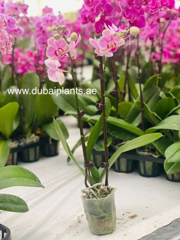 Light Pink Orchid twin stems 30-50CM